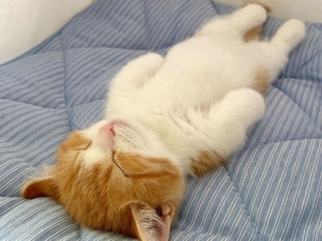 🛌Tenta dormir 🛌