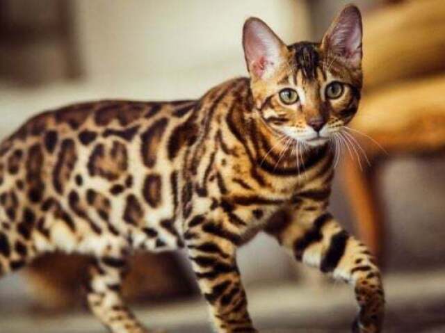 Gato Bengal