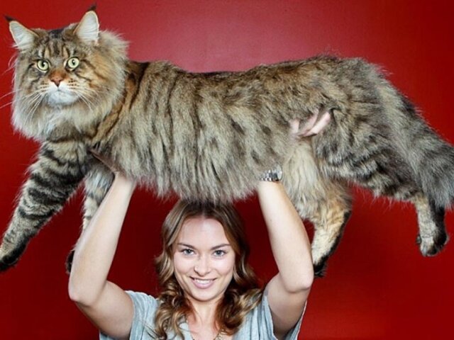 Maine Coon