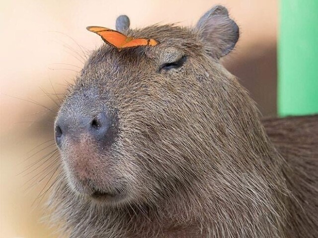 Capivara