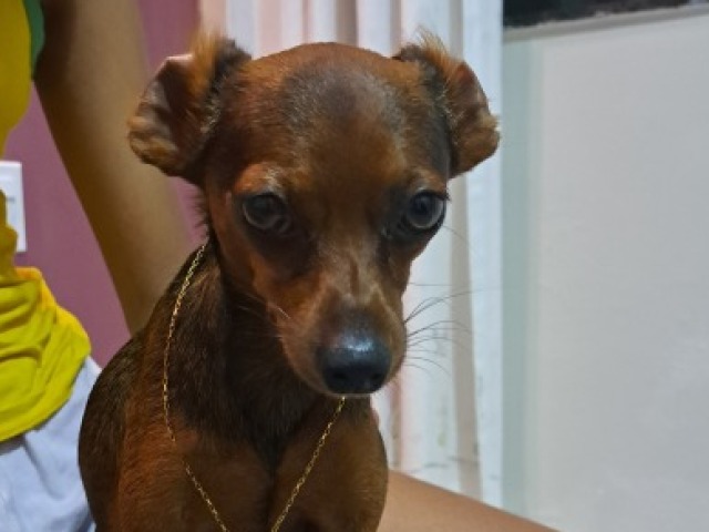 Meu cachorro ♡♡♡♡♡