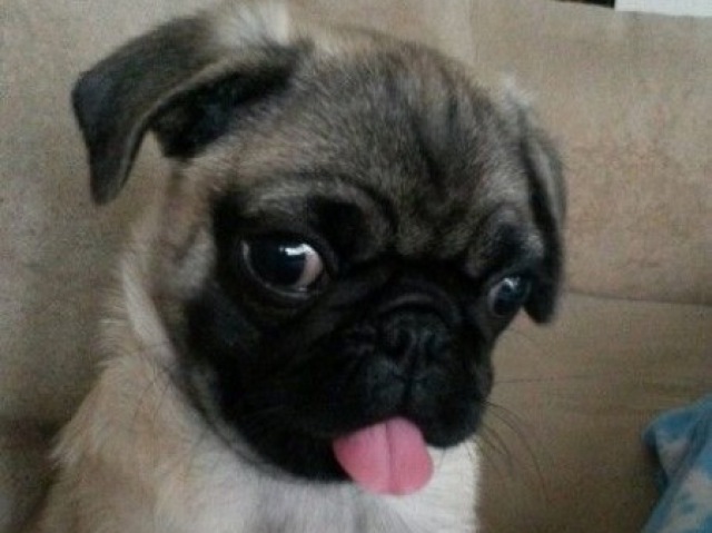 Pug