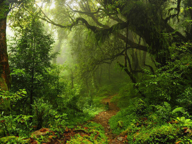 Vou procurar por pequenos animais na floresta!