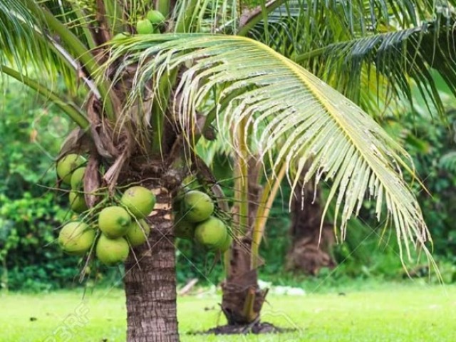 Água de coco, Nada mais refrescante do que isso!