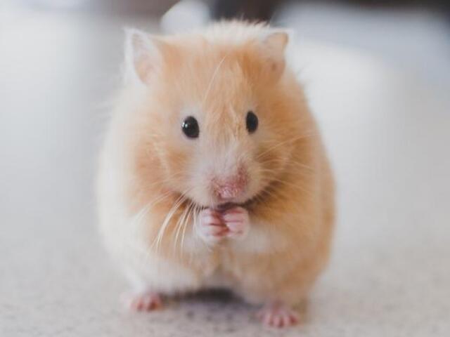 Hamster