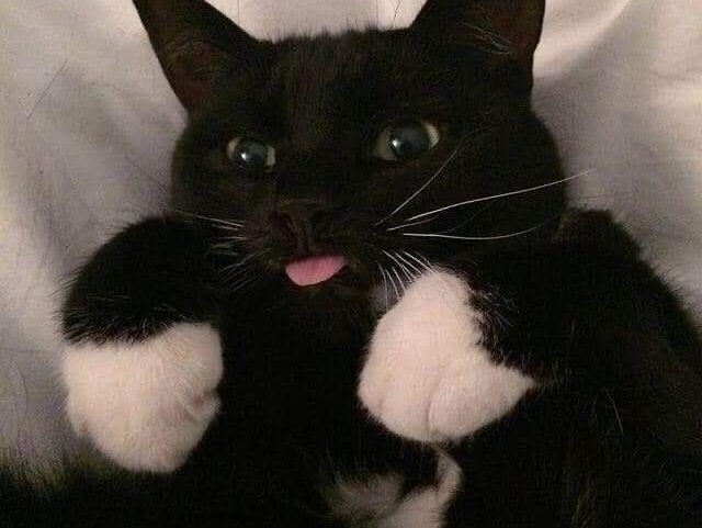 4🐈⬛: que bonito esse gato né?