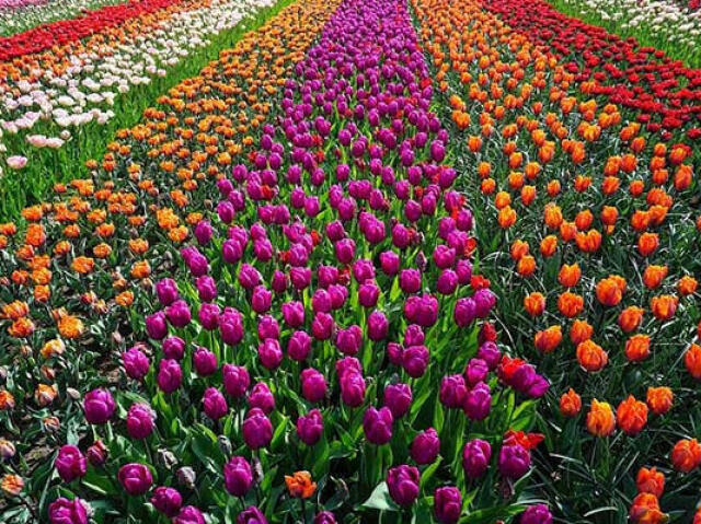 Primavera 
A época das flores com lindas paisagens