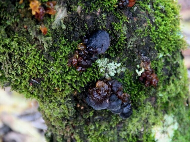 É marcada pela grande presença de especies vegetais de pequeno porte,como musgos e líquens.