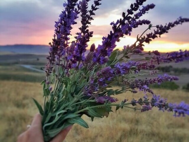 Lavanda ✨