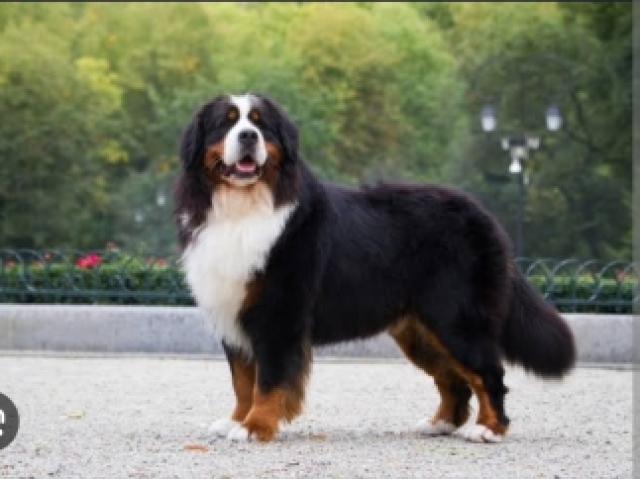 Bernese