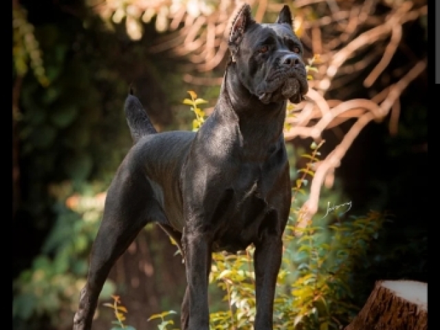 Cane-corso