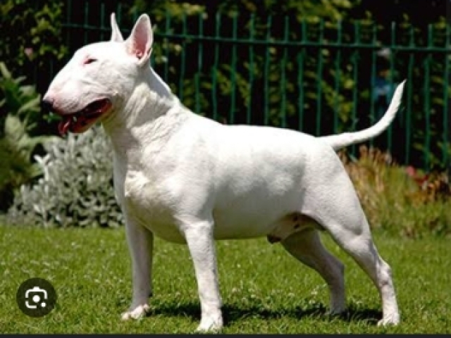 Bull terrier