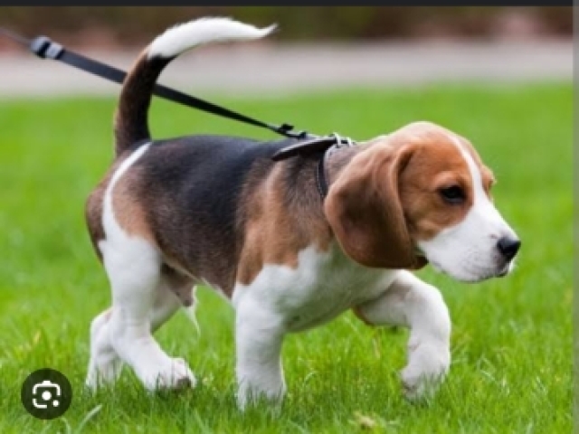 Beagle