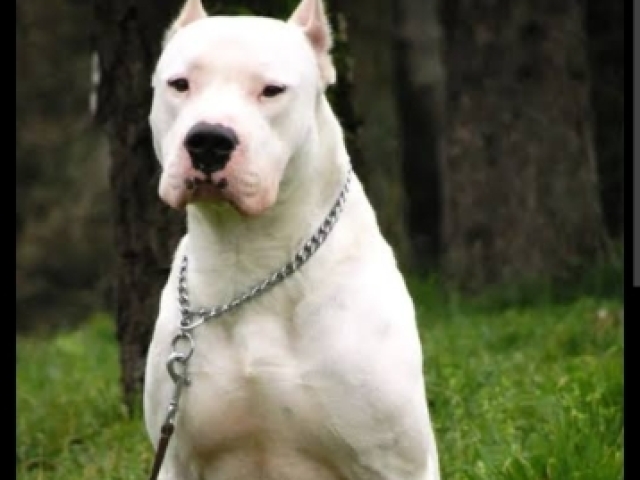 Dogo argentino