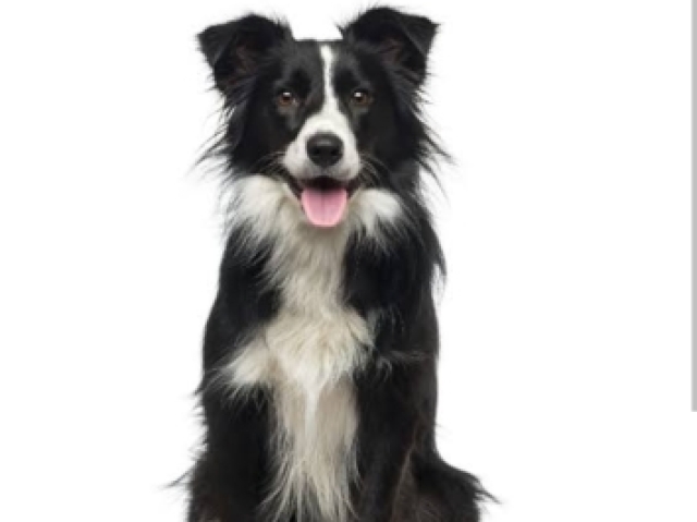 Border collie