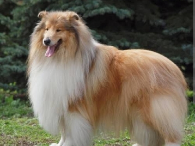 Collie