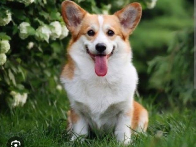 Corgi