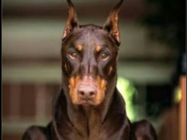 Dobermann