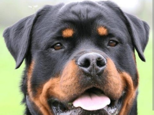 Rottweiler