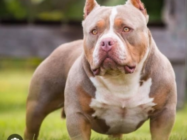 American bully