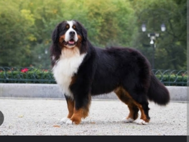 Bernese