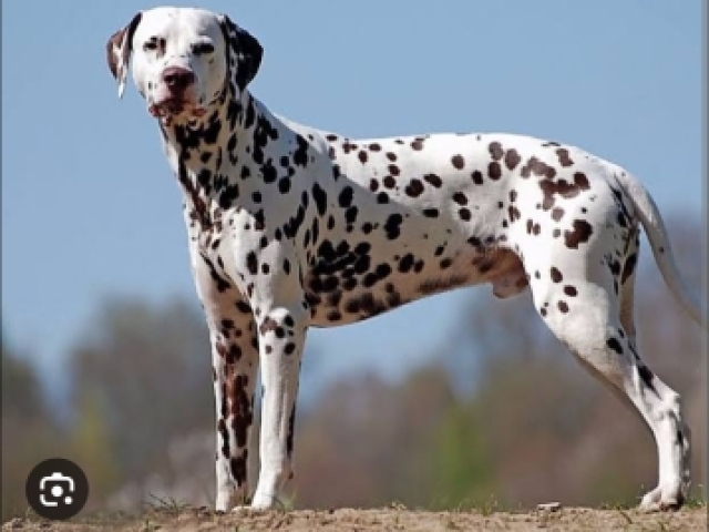 Dalmata