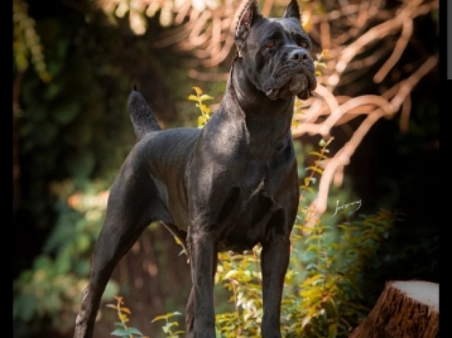 Cane corso