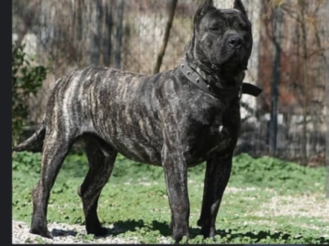 Presa canario