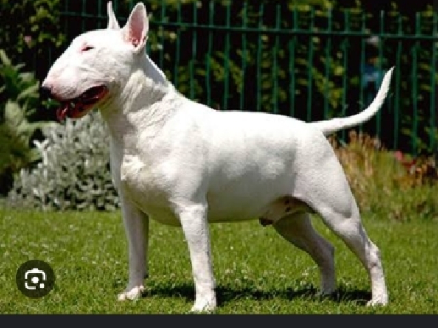 Bull terrier