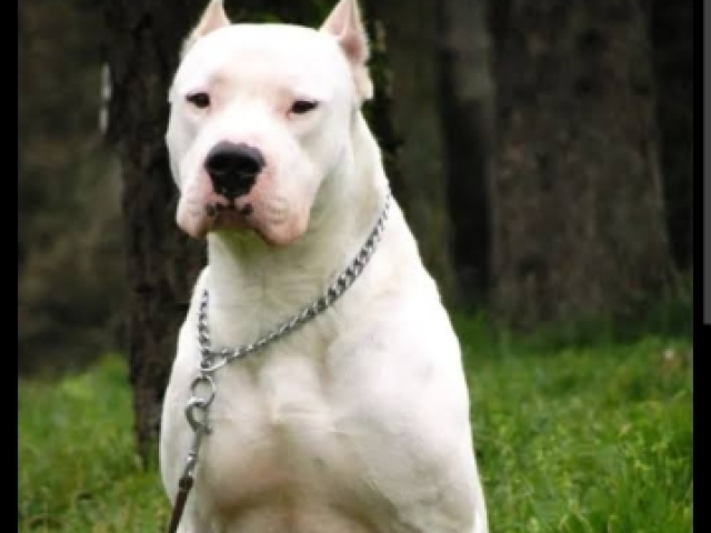 Dogo argentino