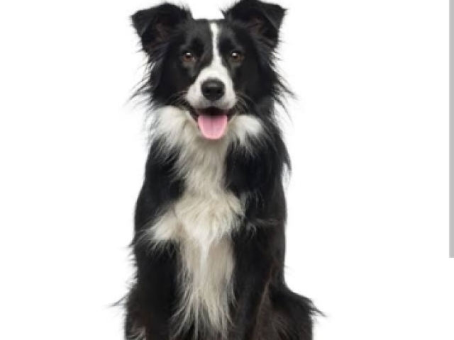 Border collie