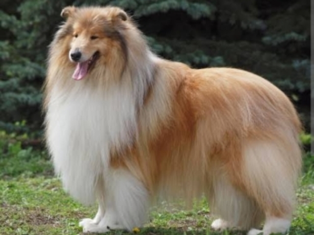 Collie