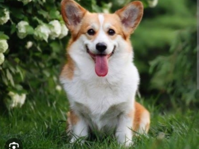 Corgi