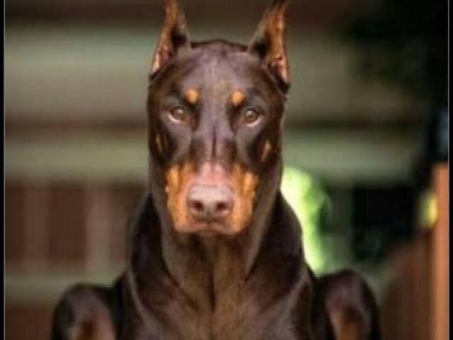 Dobermann