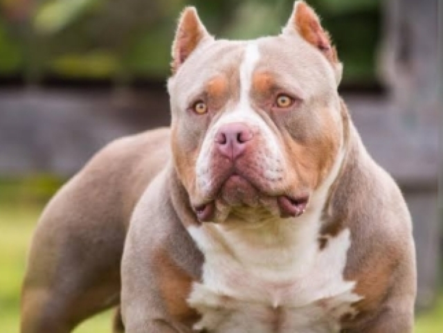 American bully