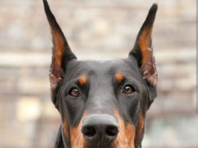 Dobermann