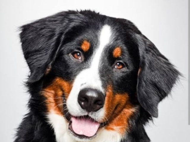 Bernese