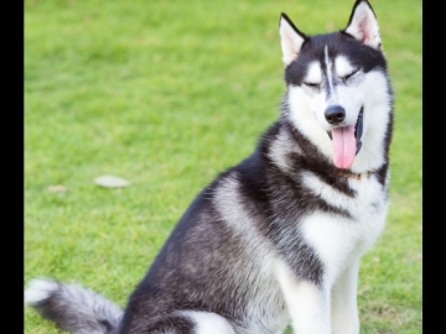 Husky siberiano