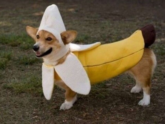 Dog de banana