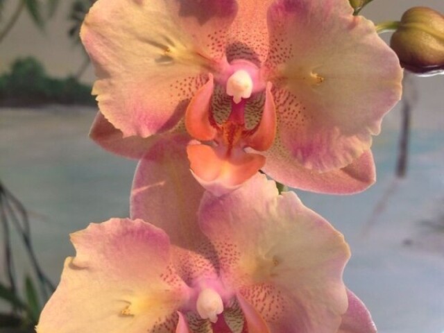 OrquĂdeas e Tulipas