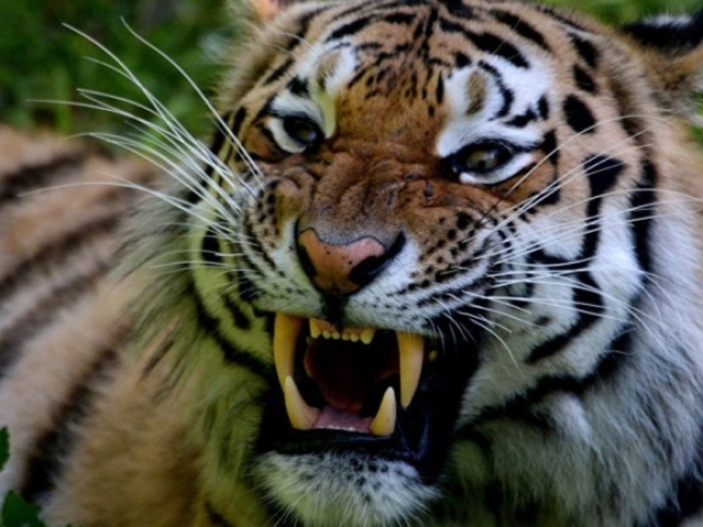 Tigre...