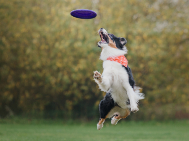 Uma bola, um osso ou até um frisbi!