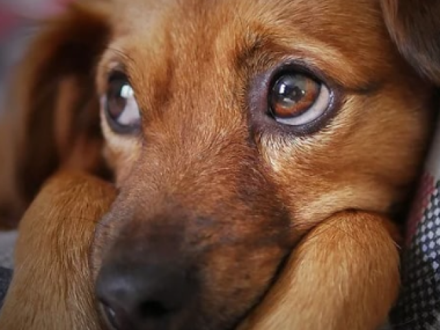 Alimento ele/a levo ela no Pet Shop e dps vou deixar ele/a na cama :)