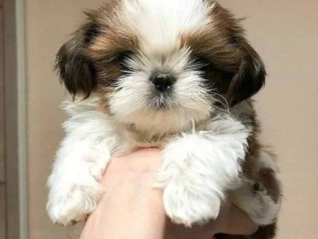 Shih-Tzu