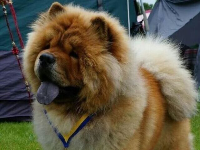 Chow-Chow