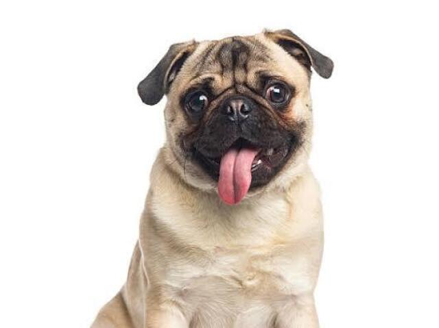 Pug