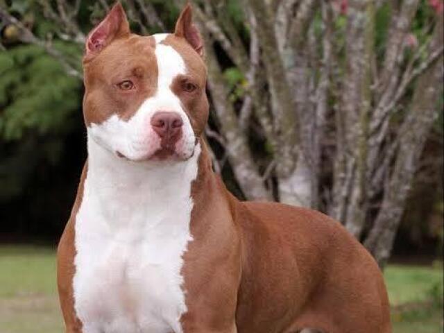 Pit bull