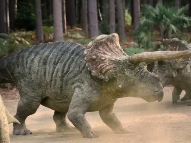 Triceratops.