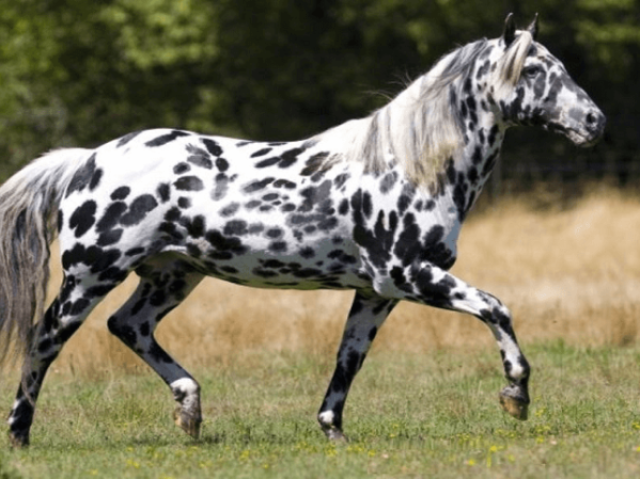 Appaloosa