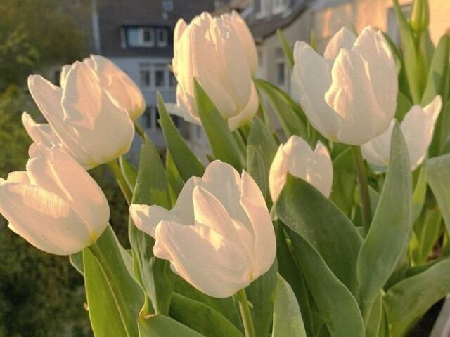 Tulipa: Delicada, misteriosa e sábia